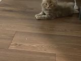 Sahiplendirme British Longhair