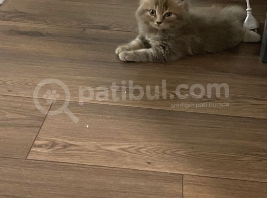 Sahiplendirme British Longhair görsel