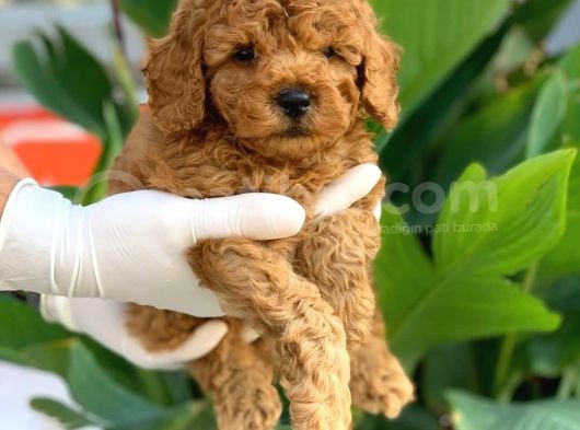 Toy Poodle Yavrular  ( Red,Red Brown,Apricot,Silver,Siyah) görsel