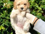 Toy Poodle Yavrular  ( Red,Red Brown,Apricot,Silver,Siyah)