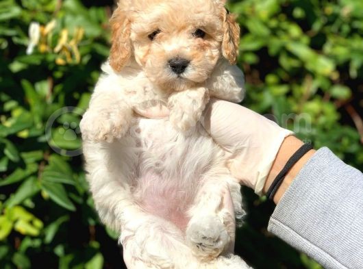 Toy Poodle Yavrular  ( Red,Red Brown,Apricot,Silver,Siyah) görsel