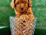 Toy Poodle Yavrular  ( Red,Red Brown,Apricot,Silver,Siyah)