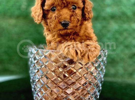 Toy Poodle Yavrular  ( Red,Red Brown,Apricot,Silver,Siyah) görsel