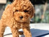 Toy Poodle Yavrular  ( Red,red Brown,apricot,silver,siyah)