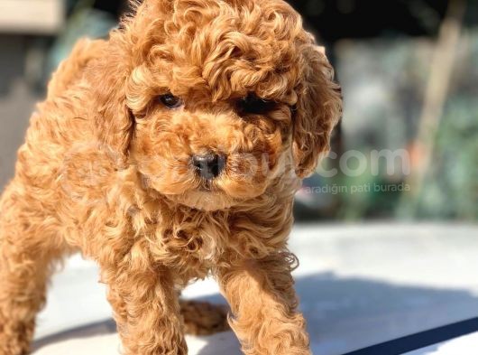 Toy Poodle Yavrular  ( Red,Red Brown,Apricot,Silver,Siyah)