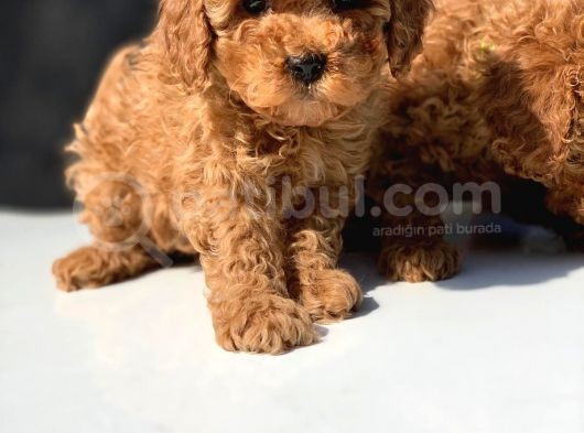 Toy Poodle Yavrular  ( Red,Red Brown,Apricot,Silver,Siyah) görsel
