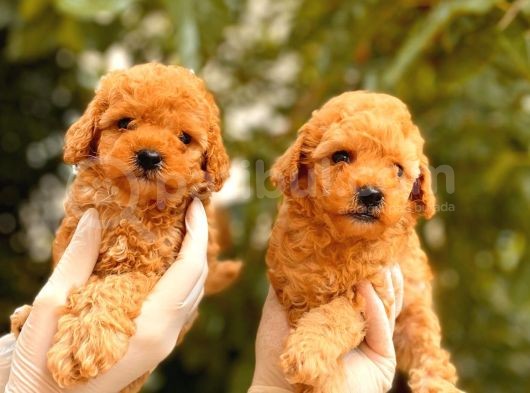 Toy Poodle Yavrular  ( Red,Red Brown,Apricot,Silver,Siyah)