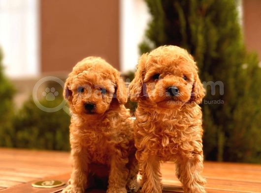 Toy Poodle Yavrular  ( Red,Red Brown,Apricot,Silver,Siyah) görsel
