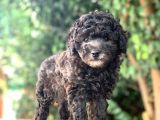 Toy Poodle Yavrular  ( Red,Red Brown,Apricot,Silver,Siyah)