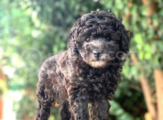 Toy Poodle Yavrular  ( Red,Red Brown,Apricot,Silver,Siyah) görsel
