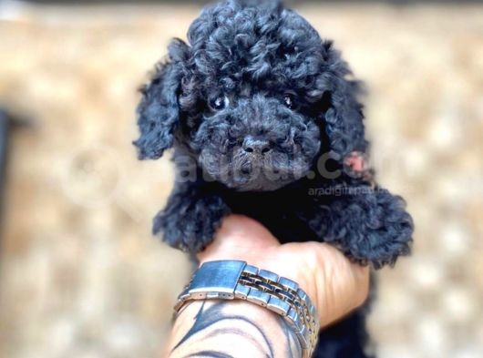 Toy Poodle Yavrular  ( Red,Red Brown,Apricot,Silver,Siyah) görsel