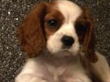 Cavalier King Charles Yarularimm