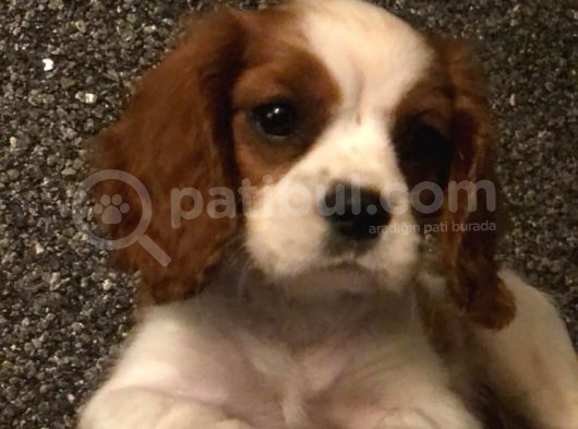 Cavalier King Charles Yarularimm