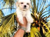 Maltipoo Bebeklerimm
