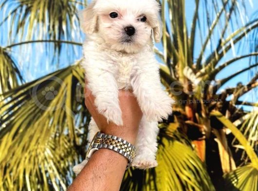 Maltipoo Bebeklerimm