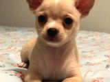 Türkiyenin Her Yerine Teslim Edilir Chihuahua