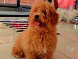 Erkek Güzeli Red Toy Poodle