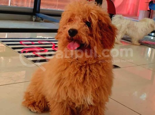 Erkek Güzeli Red Toy Poodle