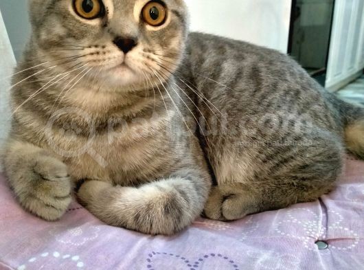 Oyuncu Pisi