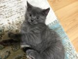 British Shorthair Erkek Yavrular