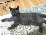 British Shorthair Erkek Yavrular