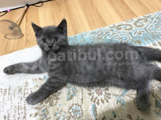 British Shorthair Erkek Yavrular