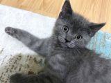 British Shorthair Erkek Yavrular