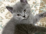 British Shorthair Erkek Yavrular