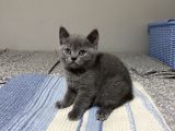 British Shorthair Erkek Yavrular