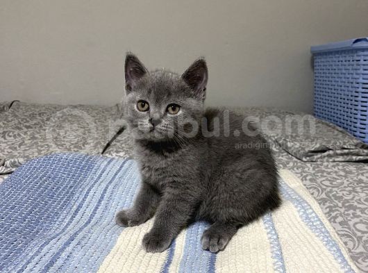 British Shorthair Erkek Yavrular görsel