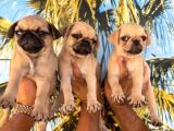 Krem Pug Yavrularm