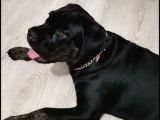 7 Aylık Erkek Cane Corso