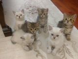 6 Adet British Shorthair.anneleri Hep Acana Ile Beslendi