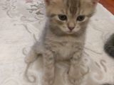 6 Adet British Shorthair.anneleri Hep Acana Ile Beslendi