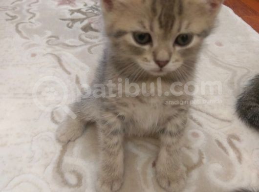 6 Adet British Shorthair.anneleri Hep Acana Ile Beslendi görsel