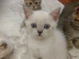 6 Adet British Shorthair.anneleri Hep Acana Ile Beslendi