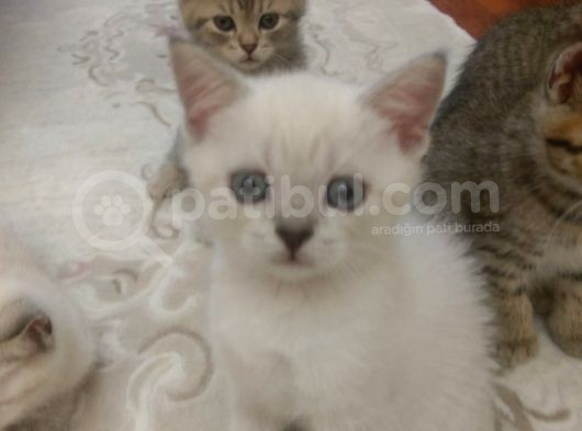 6 Adet British Shorthair.anneleri Hep Acana Ile Beslendi görsel