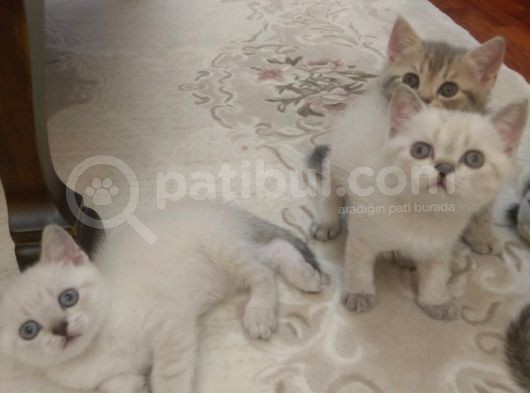 6 Adet British Shorthair.anneleri Hep Acana Ile Beslendi görsel