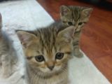 6 Adet British Shorthair.anneleri Hep Acana Ile Beslendi