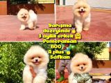 Yarışma Duzeyinde Micro 0,75 Burun 3 Aylik Teddybear Teddyface Ayı Surat Pomeranian Boo a Plus Safkan