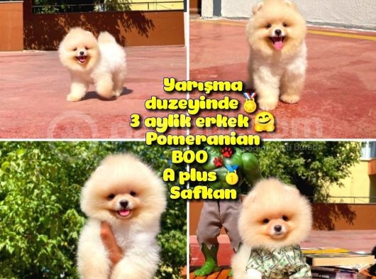 Yarışma Duzeyinde Micro 0,75 Burun 3 Aylik Teddybear Teddyface Ayı Surat Pomeranian Boo A Plus Safkan