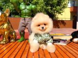 Yarışma Duzeyinde Micro 0,75 Burun 3 Aylik Teddybear Teddyface Ayı Surat Pomeranian Boo A Plus Safkan