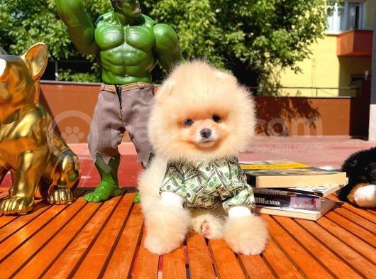 Yarışma Duzeyinde Micro 0,75 Burun 3 Aylik Teddybear Teddyface Ayı Surat Pomeranian Boo A Plus Safkan görsel
