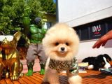 Yarışma Duzeyinde Micro 0,75 Burun 3 Aylik Teddybear Teddyface Ayı Surat Pomeranian Boo A Plus Safkan