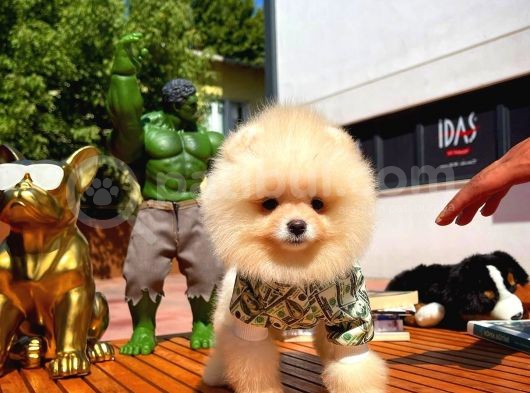 Yarışma Duzeyinde Micro 0,75 Burun 3 Aylik Teddybear Teddyface Ayı Surat Pomeranian Boo A Plus Safkan görsel