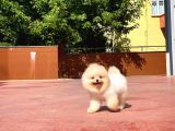 Yarışma Duzeyinde Micro 0,75 Burun 3 Aylik Teddybear Teddyface Ayı Surat Pomeranian Boo A Plus Safkan