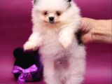Nadir Renklerde Ve Güzelliklerde Pomeranian Boo Yavruları