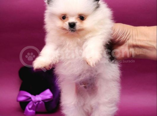 Nadir Renklerde Ve Güzelliklerde Pomeranian Boo Yavruları görsel