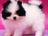 Nadir Renklerde Ve Güzelliklerde Pomeranian Boo Yavruları