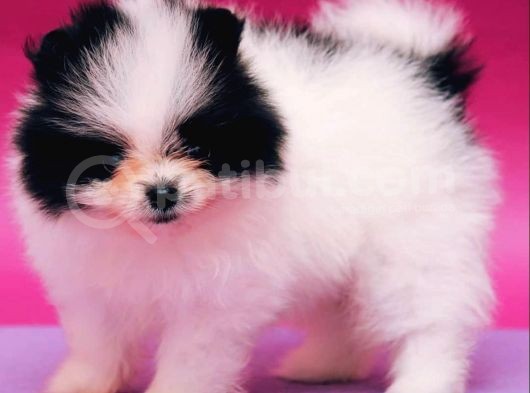 Nadir Renklerde ve Güzelliklerde Pomeranian Boo Yavruları